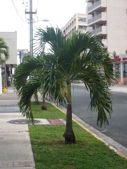 20101107_141156_P1030412