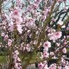 20110325_105705_P1030730