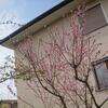 20110326_111616_DSCI0357