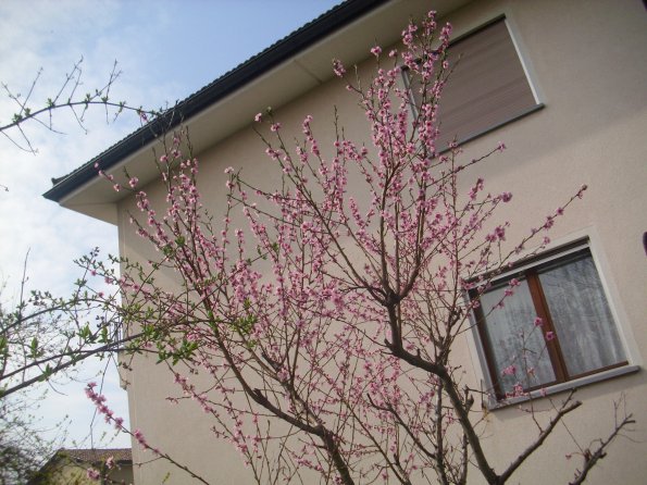 20110326_111616_DSCI0357