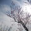 20110326_111849_DSCI0358