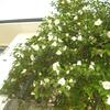 20110326_112051_DSCI0362