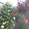20110326_112101_DSCI0363