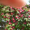 20110326_112741_DSCI0371