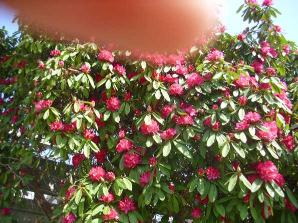 20110326_112741_DSCI0371