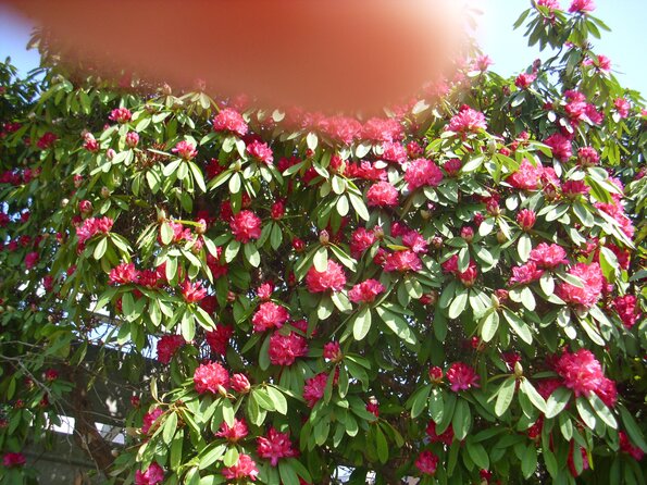 20110326_112741_DSCI0371