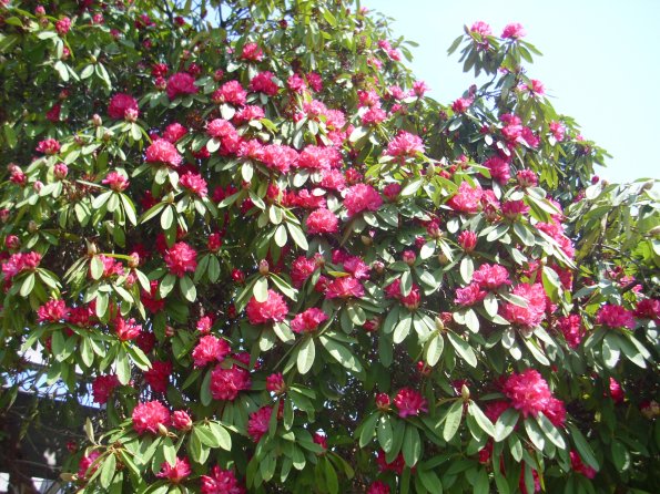 20110326_112754_DSCI0372