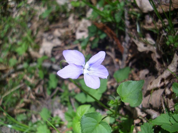 20110410_124438_DSCI0395