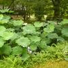 20110721_072829_DSCI0747