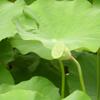 20110721_072851_DSCI0749
