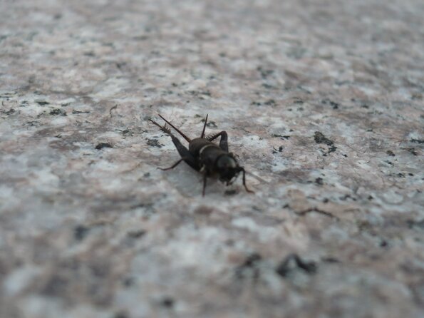 20110724_163846_P1030885