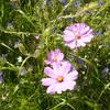 20110731_140514_P1030908