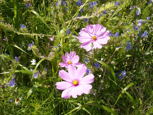 20110731_140514_P1030908