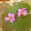 20110807_134459_DSCI0808