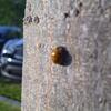 20111030_163321_DSCI0075