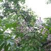 20120609_112138_DSCI0292