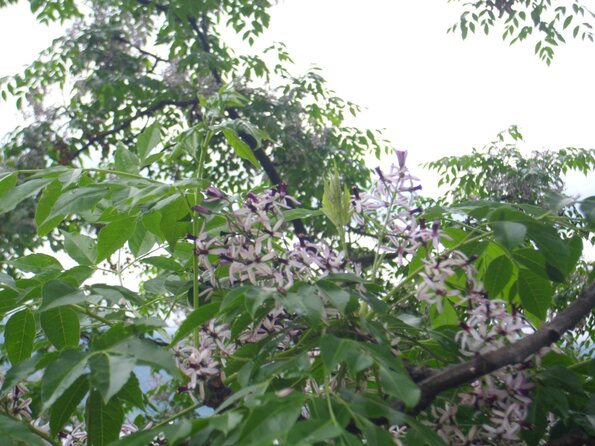 20120609_112138_DSCI0292