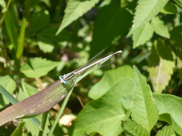 20120806_132820_P1040867